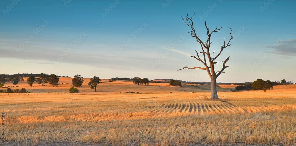 Dead tree in harvested wheat field at sunset with golden light
