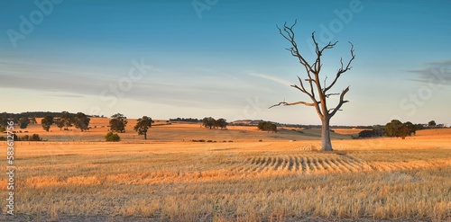 Dead tree in harvested wheat field at sunset with golden light