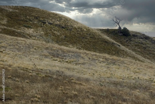 Lone tree on dry grass hill with dramatic stormy sky