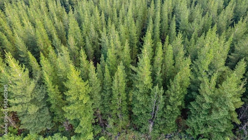 Pine plantation aerial view