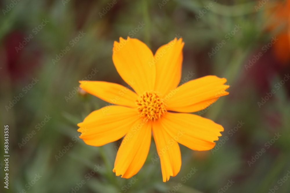 the beauty of yellow kenikir flowers the beauty of yellow kenikir flowers