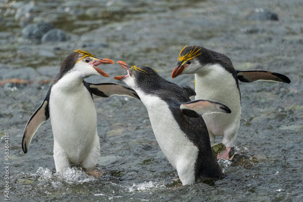 Obraz premium Royal Penguins on the beach