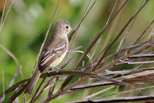 Yellow-bellied Elaenia (Elaenia flavogaster) perched on a coconut tree branch photo