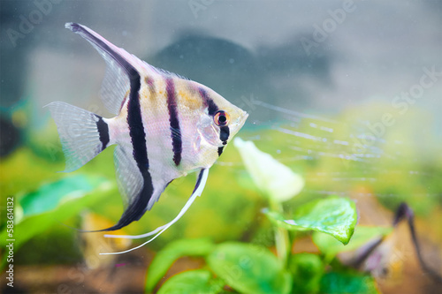 Fresh water angelfish (pterophyllum scalare) swimming inside the aquarium decorated with real river plants.