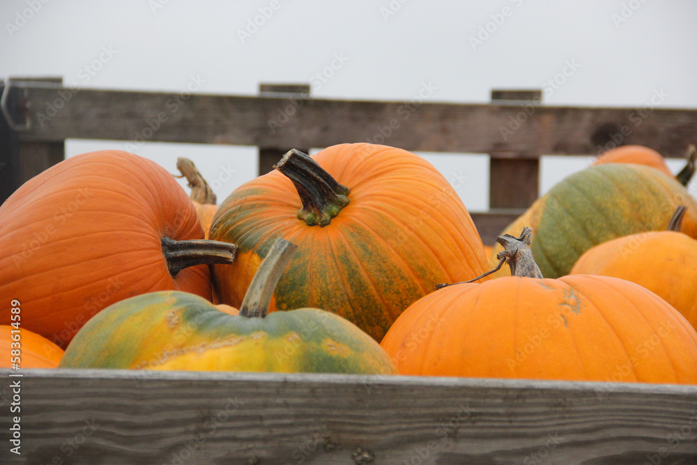 pumpkins on a market