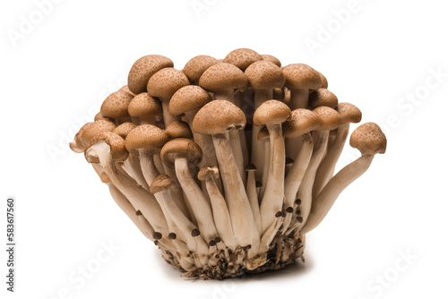 Raw beech mushrooms isolated on white background.