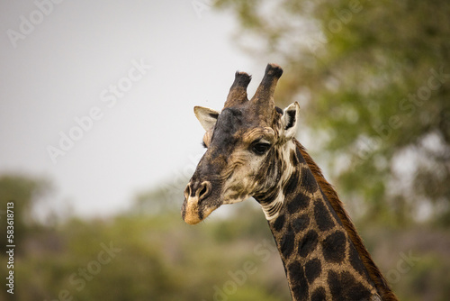 Fototapeta Naklejka Na Ścianę i Meble -  Close up image of a Giraffe in a national park in South Africa