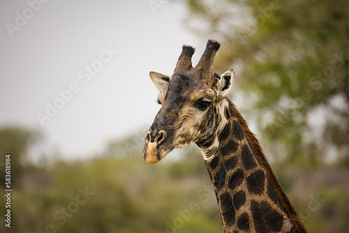 Close up image of a Giraffe in a national park in South Africa