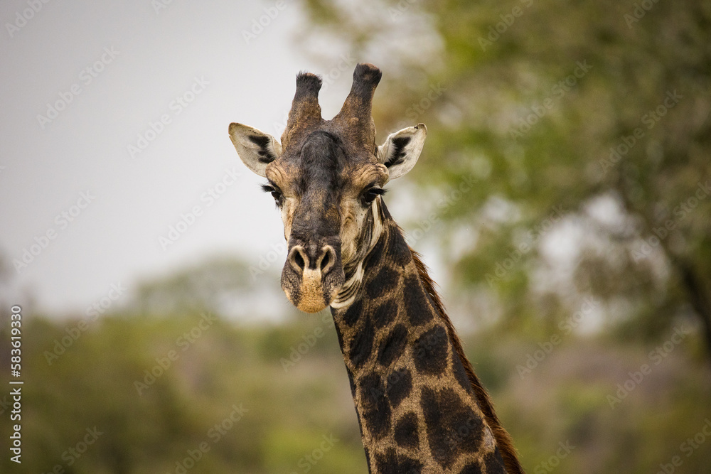 Close up image of a Giraffe in a national park in South Africa Close up image of a Giraffe in a national park in South Africa