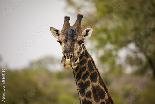 Close up image of a Giraffe in a national park in South Africa
