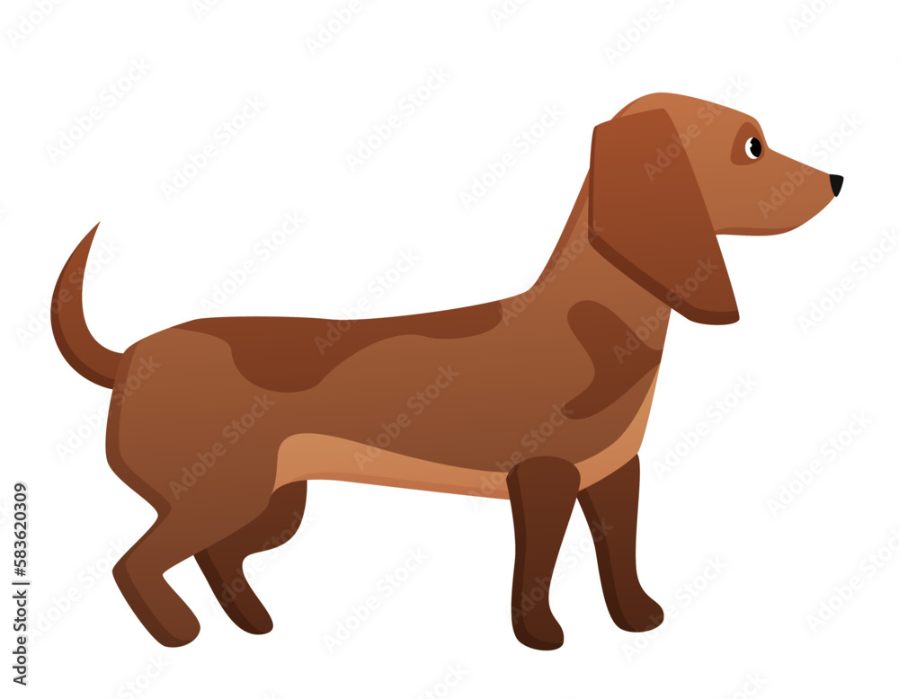 Dachshund dog breed. Domestic pet, family friend, sausage dog vector cartoon illustration