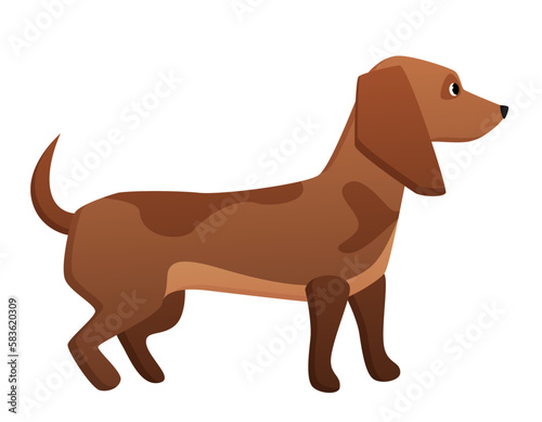 Dachshund dog breed. Domestic pet  family friend  sausage dog vector cartoon illustration