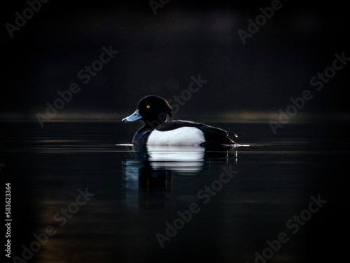 Ente auf dem See
