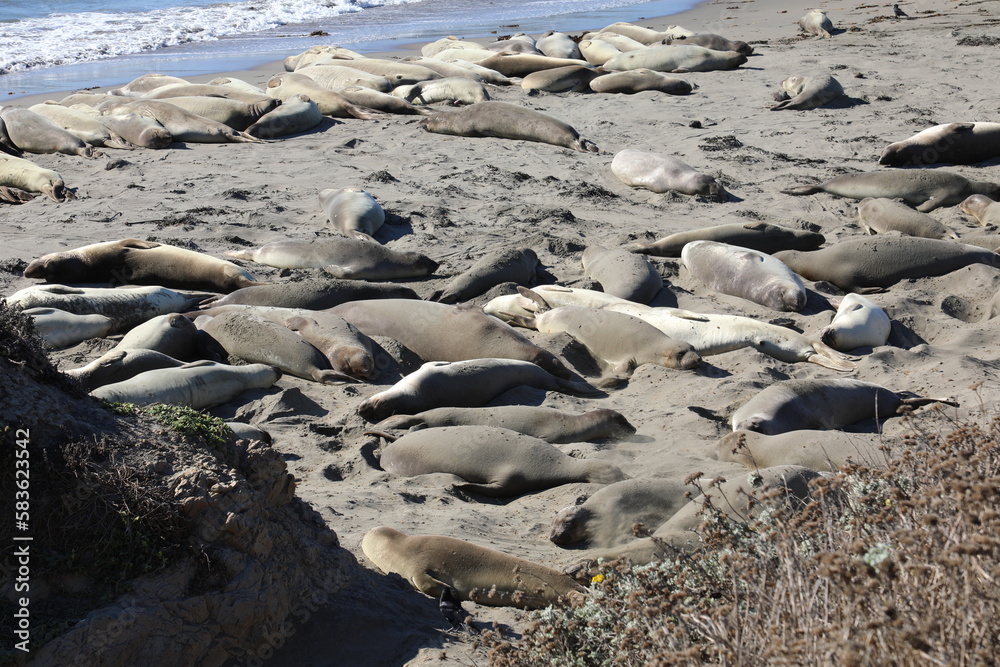 Fototapeta premium seals sunbathing on the beach
