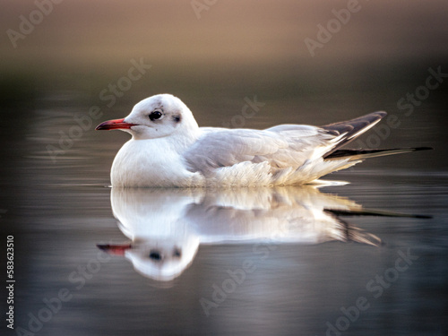 Photos Lachmöwe mit Spiegelung