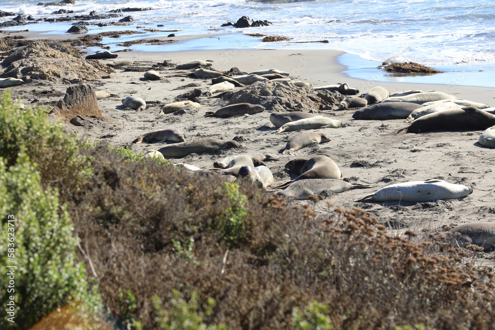 seals sleeping on beach 