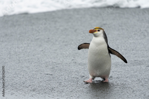 Royal Penguins on the beach