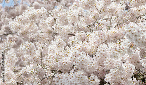 sakura blossom background in spring. sakura blossom nature. sakura blossom in springtime.