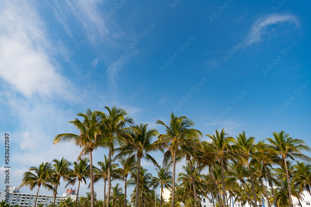 tropical summer palm tree, copy space. tropical summer palm tree outdoor. tropical summer palm tree, copy space. tropical summer palm tree outdoor.