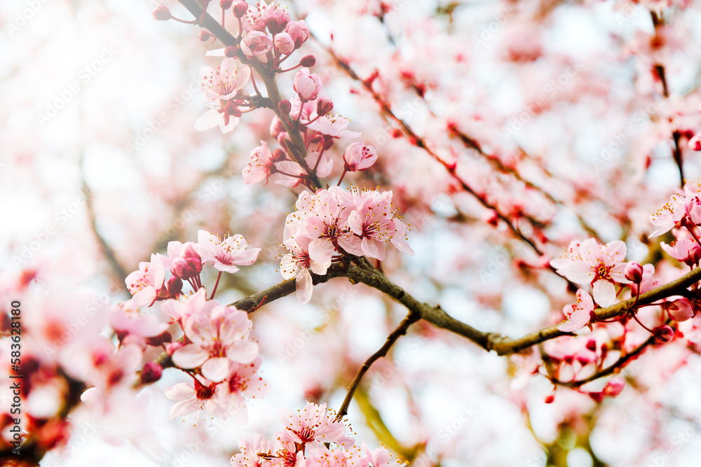Cherry blossom during springtime with bright daylight Cherry blossom during springtime with bright daylight