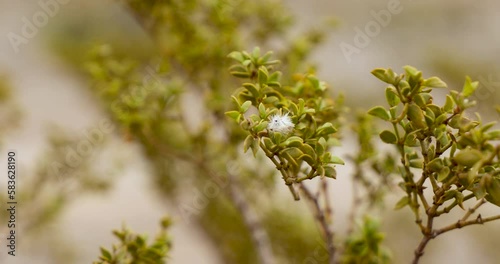 Creosote bush, gently swaying in the desert wind photo