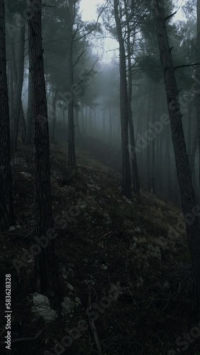 mystical pine forest on the mountainside in a misty haze is very beautiful and atmospheric
