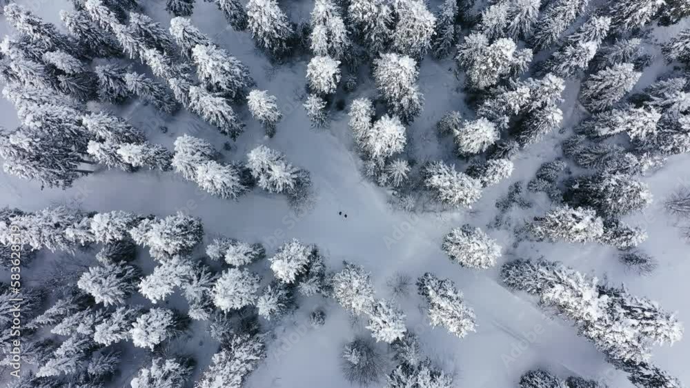 Fir trees covered with snow dense forest in winter. Drone video Fir trees covered with snow dense forest in winter. Drone video