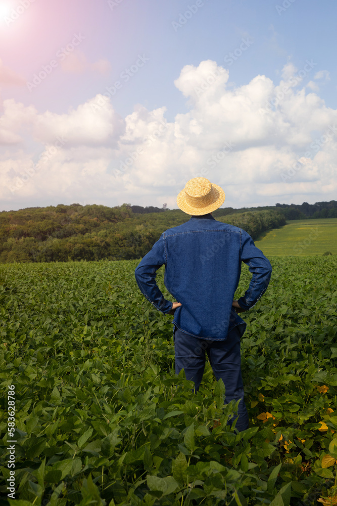 Fototapeta premium A farmer, agronomist stands with his back turned in an agricultural soybean field. Front view