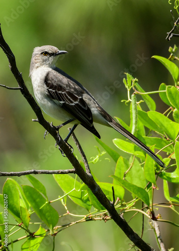 Mockingbird in Honeymoon Island State Park, Florida photo