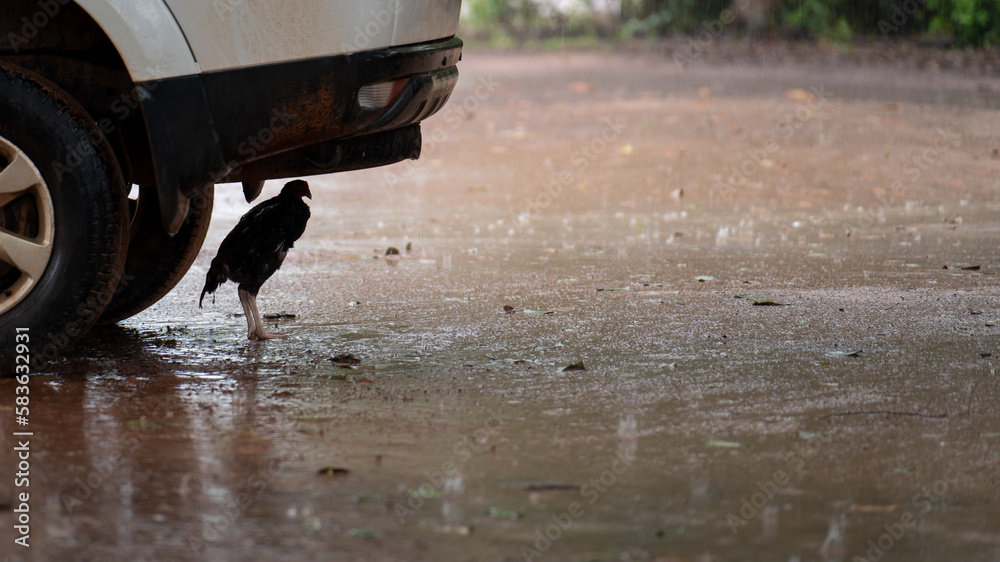 Rainy refuge: a chicken taking cover under a car