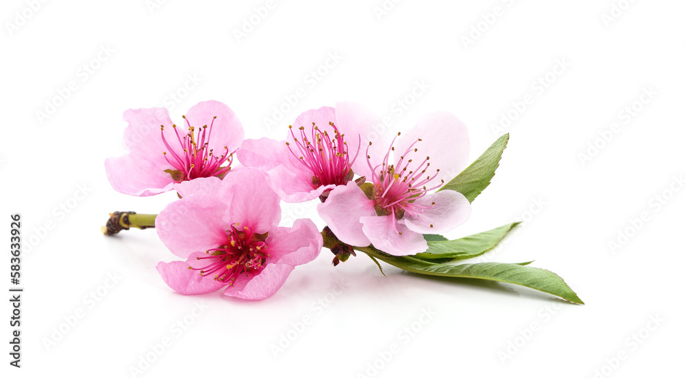 Peach blossom on a branch. Peach blossom on a branch.