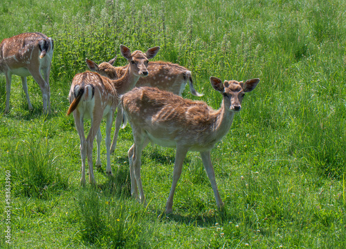 Rehfamilie photo