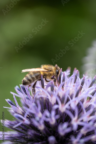 Biene auf Kugeldistel © Jannik