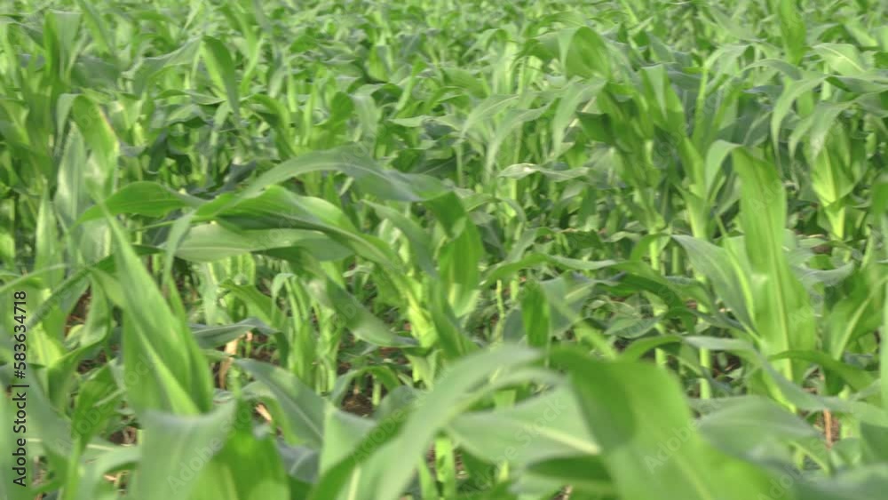 Green Cornfield on a Sunny Summer Day: A Serene View of Growing Corn Crops on an Organic Farm - Perfect for Agricultural and Farming Themes. Organic Green Cornfield Green Cornfield on a Sunny Summer Day: A Serene View of Growing Corn Crops on an Organic Farm - Perfect for Agricultural and Farming Themes. Organic Green Cornfield