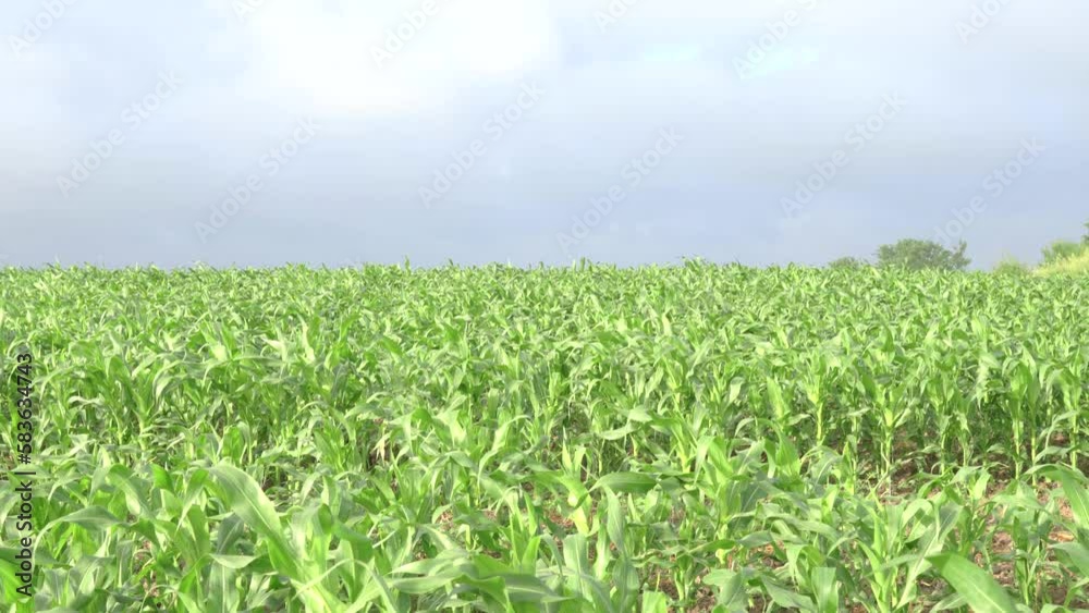 Green Cornfield on a Sunny Summer Day: A Serene View of Growing Corn Crops on an Organic Farm - Perfect for Agricultural and Farming Themes. Organic Green Cornfield Green Cornfield on a Sunny Summer Day: A Serene View of Growing Corn Crops on an Organic Farm - Perfect for Agricultural and Farming Themes. Organic Green Cornfield