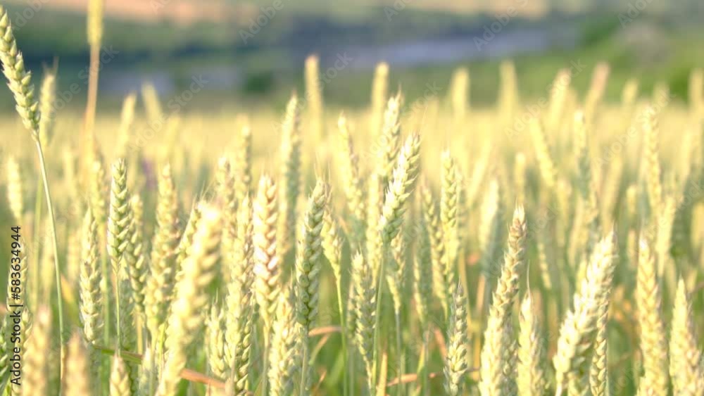 A beautiful slow motion view of Wheat Fields blowing in the wind on a Sunny Summer Day. Agricultural Landscape and Industry. Natural beautiful ears of wheat slowly swaying in the wind. Wheat Field A beautiful slow motion view of Wheat Fields blowing in the wind on a Sunny Summer Day. Agricultural Landscape and Industry. Natural beautiful ears of wheat slowly swaying in the wind. Wheat Field