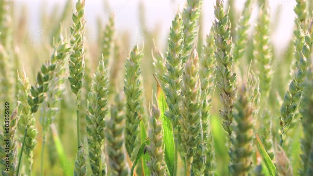 A beautiful close-up view of Wheat Fields blowing in the wind on a Sunny Summer Day. Agricultural Landscape and Industry. Natural beautiful ears of wheat slowly swaying in the wind. Wheat Field A beautiful close-up view of Wheat Fields blowing in the wind on a Sunny Summer Day. Agricultural Landscape and Industry. Natural beautiful ears of wheat slowly swaying in the wind. Wheat Field