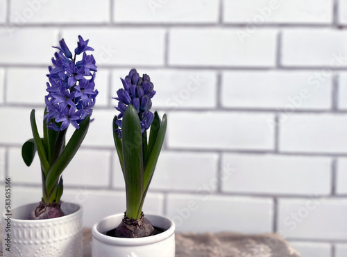 Purple hyacinths in pots against a white wall with a brickwork texture