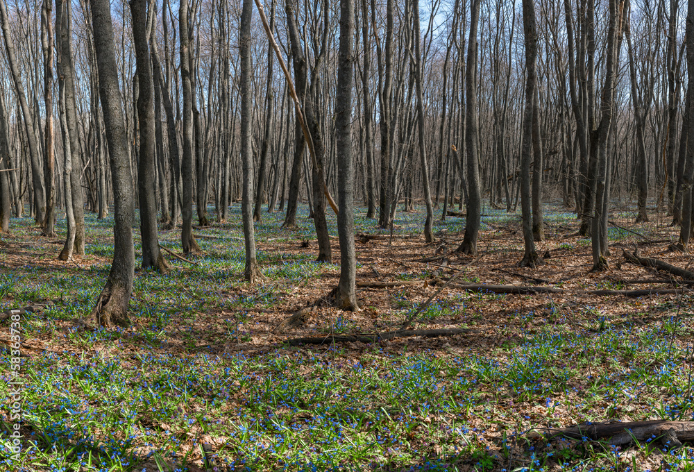 Scilla blooming in the spring wild forest, on a sunny morning Scilla blooming in the spring wild forest, on a sunny morning