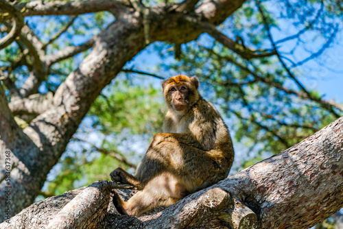 Barbary Macaque (Macaca Sylvanus) ape. Gibraltar, United Kingdom. Selective focus