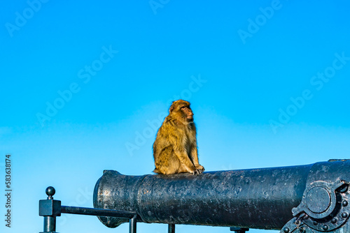 Barbary Macaque (Macaca Sylvanus) ape, Gibraltar, United Kingdom. Selective focus