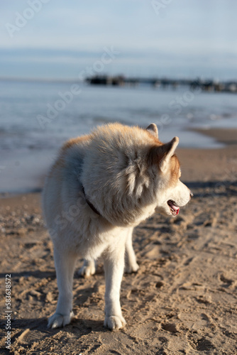 A dog with a collar on. Lonely dog on the beach.