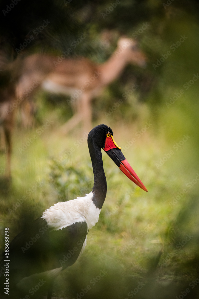 Close up image of a Saddle-Billed Stork in the grasslands in the greater Kruger park in South Africa