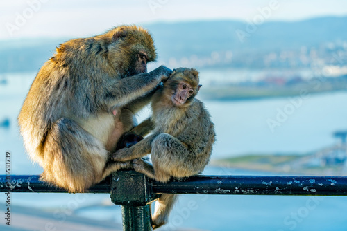 Barbary Macaque (Macaca Sylvanus) apes - mother and baby. Gibraltar, United Kingdom. Selective focus © beataaldridge