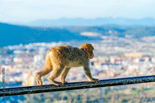 Baby Barbary Macaque (Macaca Sylvanus) ape. Gibraltar, United Kingdom. Selective focus