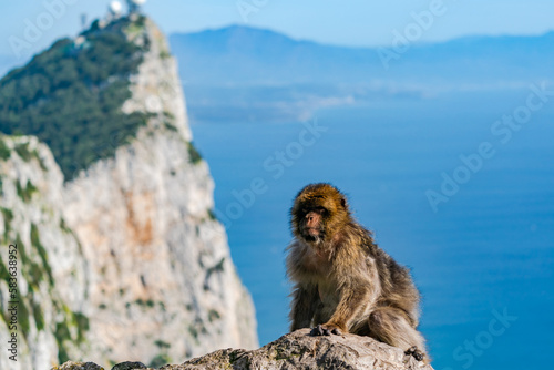Barbary Macaque (Macaca Sylvanus) ape. Gibraltar, United Kingdom. Selective focus © beataaldridge
