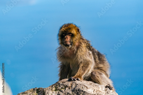 Barbary Macaque (Macaca Sylvanus) ape. Gibraltar, United Kingdom. Selective focus © beataaldridge