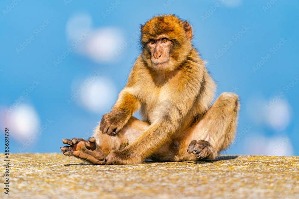 Naklejka premium Barbary Macaque (Macaca Sylvanus) ape. Gibraltar, United Kingdom. Selective focus