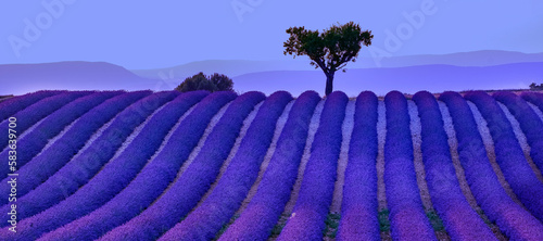 Le pays bleu. Provence, twilight in the fields of lavender 