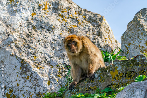 Barbary Macaque (Macaca Sylvanus) ape. Gibraltar, United Kingdom. Selective focus